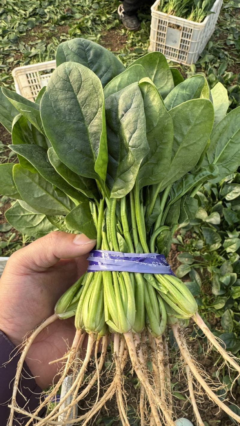 山东曹县菠菜新鲜上市，对接市场，档口商超，一手品质有保障