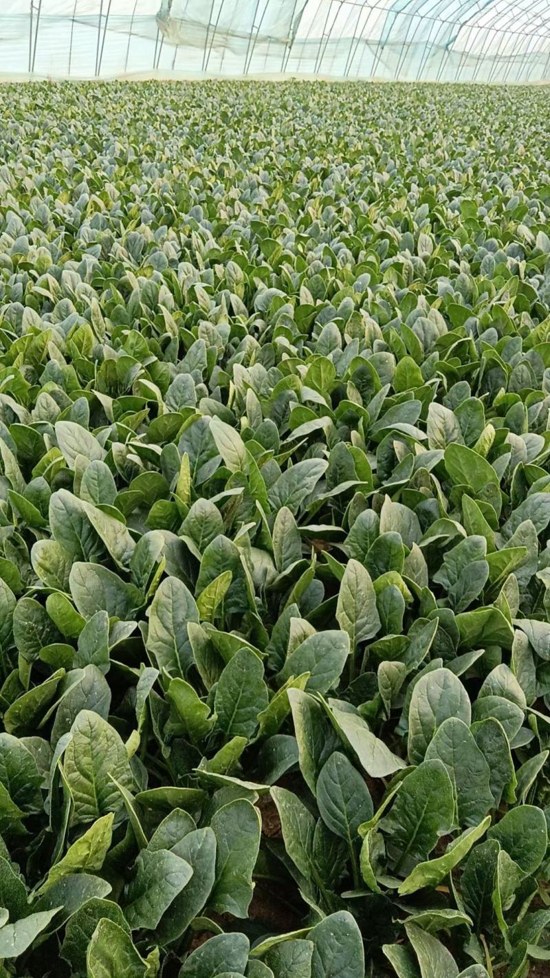 山东曹县菠菜新鲜上市，对接市场，档口商超，一手品质有保障