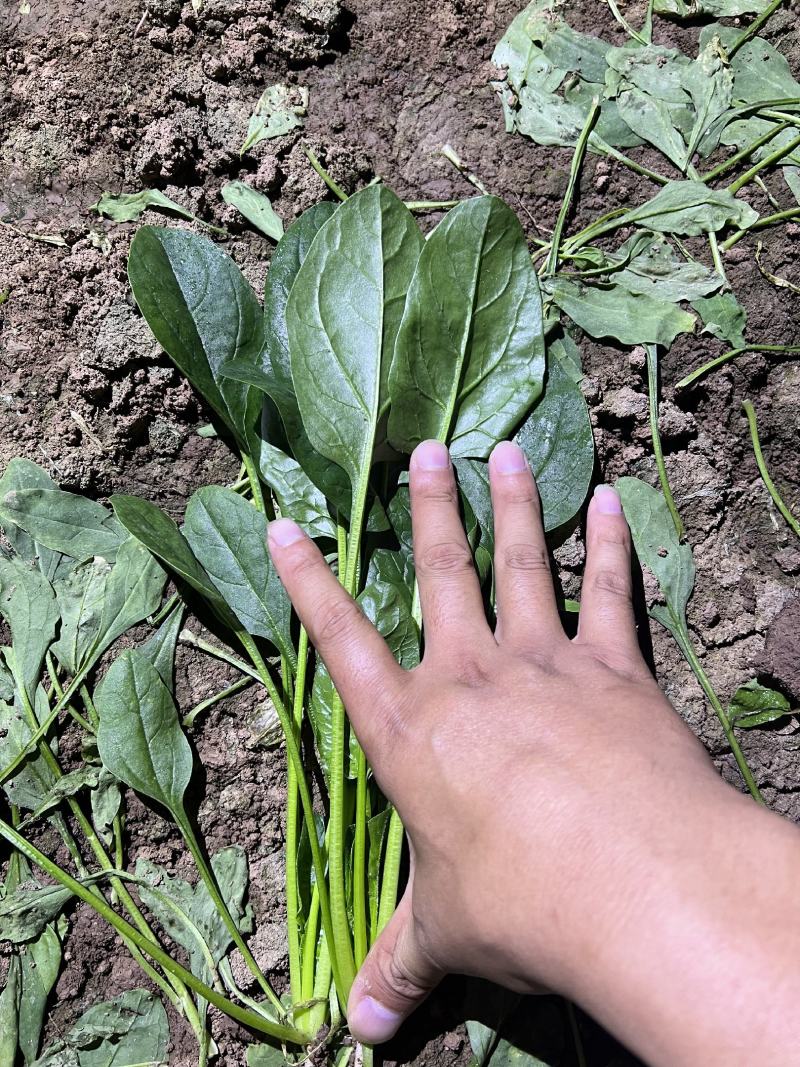 山东曹县菠菜新鲜上市，对接市场，档口商超，一手品质有保障