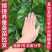 桑树苗质量保证/全国供应/视频看货/诚信经营