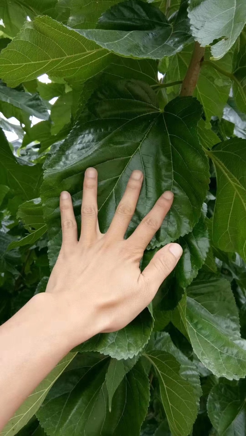 桑树苗质量保证/全国供应/视频看货/诚信经营