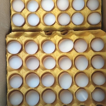鮮鸡蛋