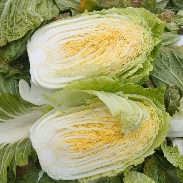 白菜，湖北黄心大白菜，大量供应，产地直发，诚信经营