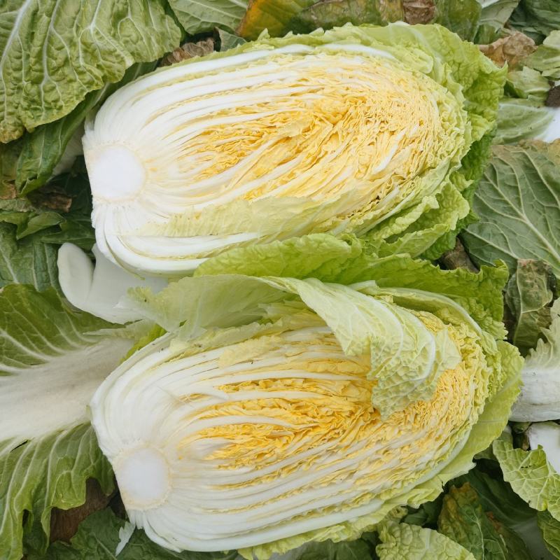白菜，湖北黄心大白菜，大量供应，产地直发，诚信经营