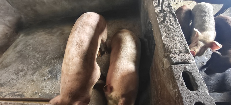 肥猪