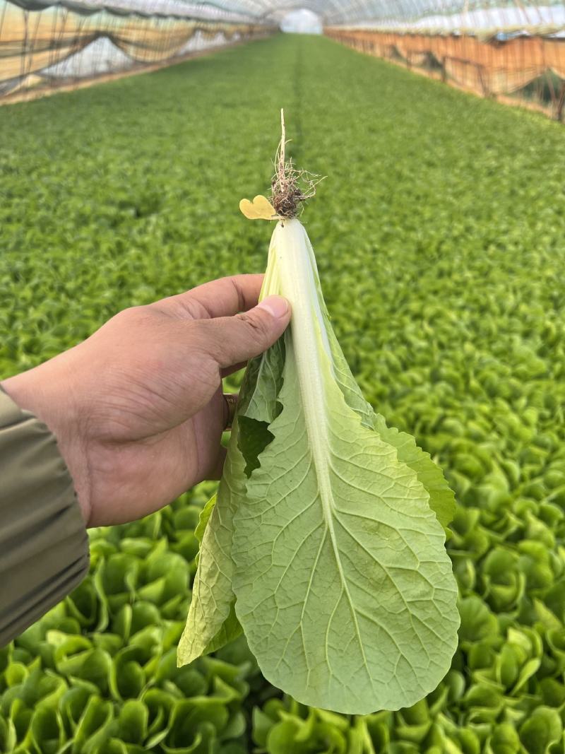 山东曹县快菜大量上市，对接各大电商平台，量大从优！
