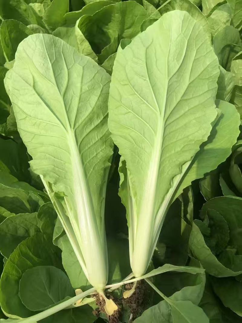 山东曹县快菜大量上市，对接各大电商平台，量大从优！