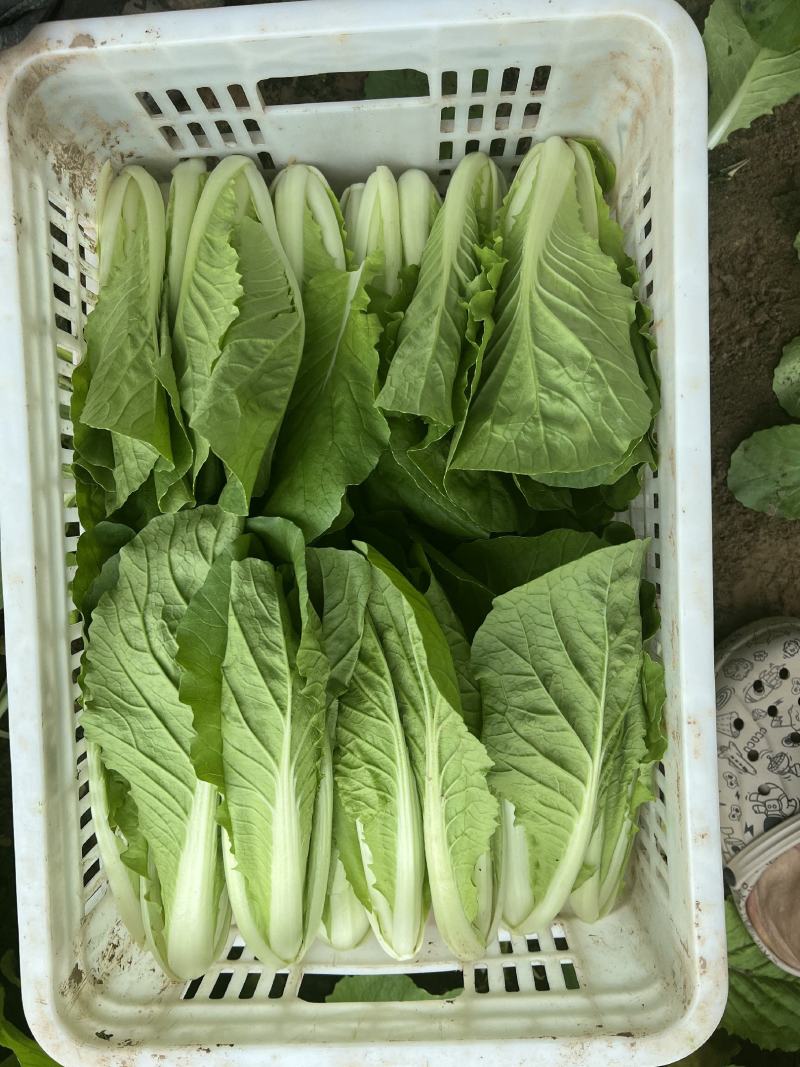 山东曹县快菜大量上市，对接各大电商平台，量大从优！