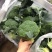 西兰花当阳高山耐寒西兰花小米西兰花一手货源代发全国