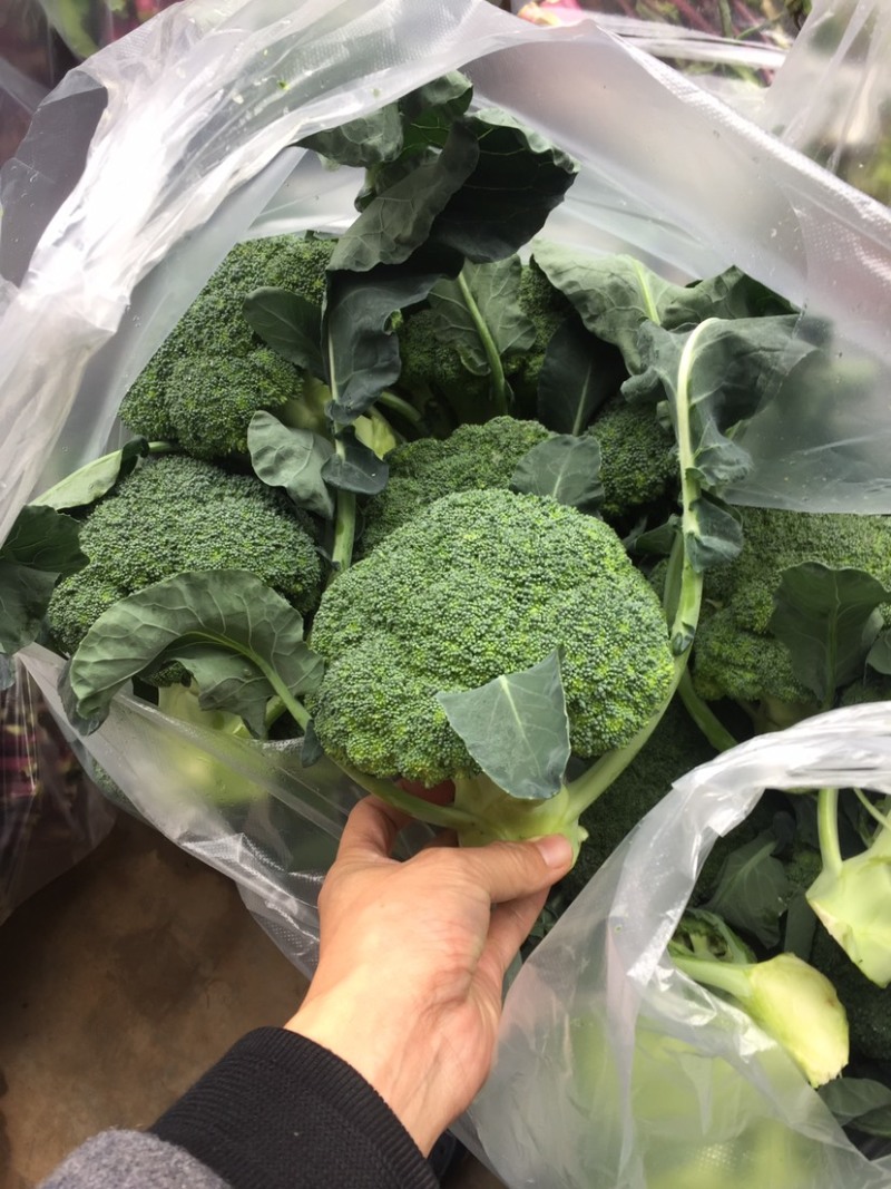 西兰花当阳高山耐寒西兰花小米西兰花一手货源代发全国
