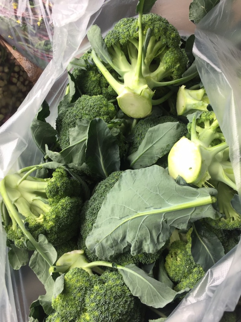 西兰花当阳高山耐寒西兰花小米西兰花一手货源代发全国