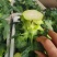 西兰花当阳高山耐寒西兰花小米西兰花一手货源代发全国