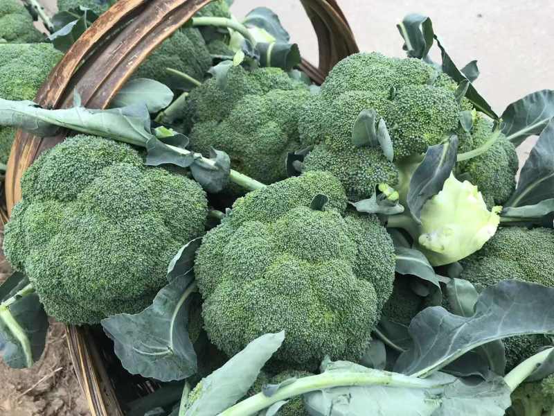 西兰花当阳高山耐寒西兰花小米西兰花一手货源代发全国