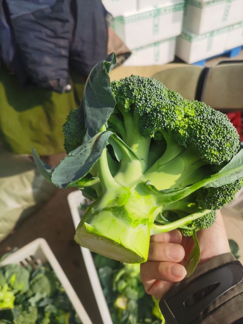 西兰花当阳高山耐寒西兰花小米西兰花一手货源代发全国