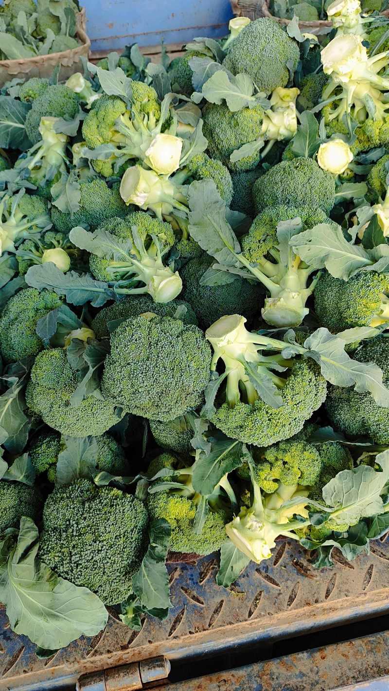 西兰花当阳高山耐寒西兰花小米西兰花一手货源代发全国