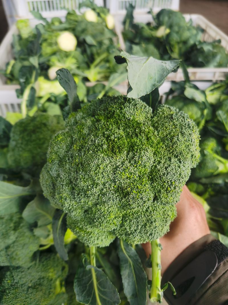 西兰花当阳高山耐寒西兰花小米西兰花一手货源代发全国