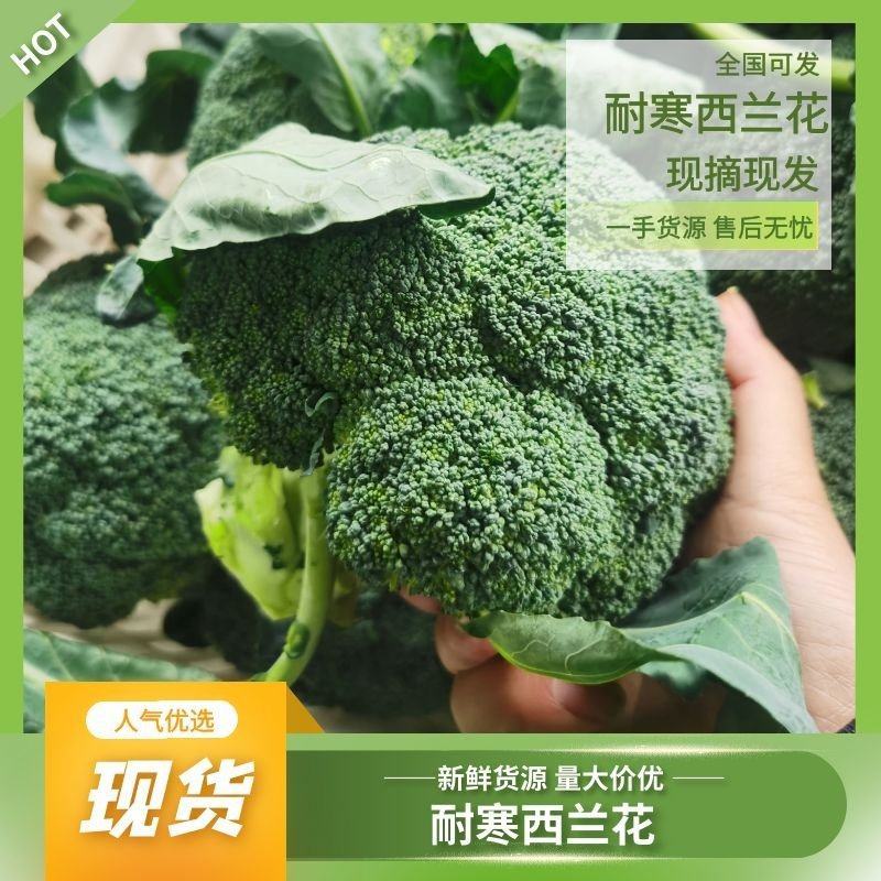 西兰花当阳高山耐寒西兰花小米西兰花一手货源代发全国