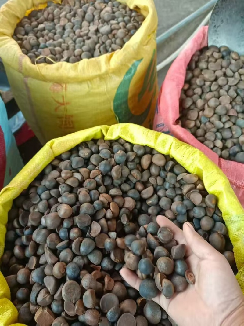 山茶油