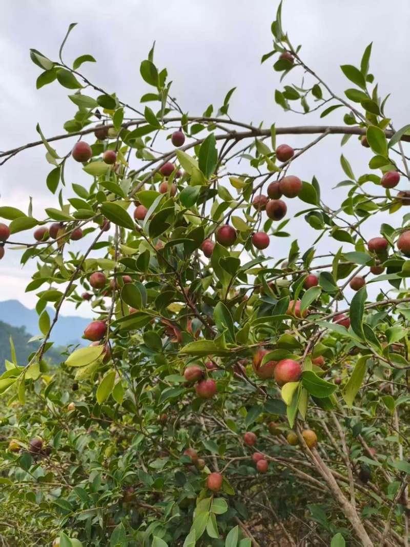 山茶油
