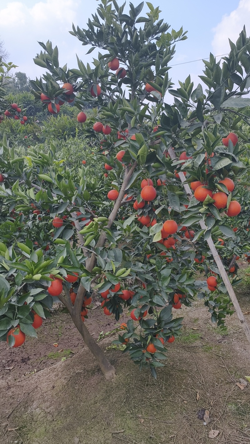 塔罗科血橙