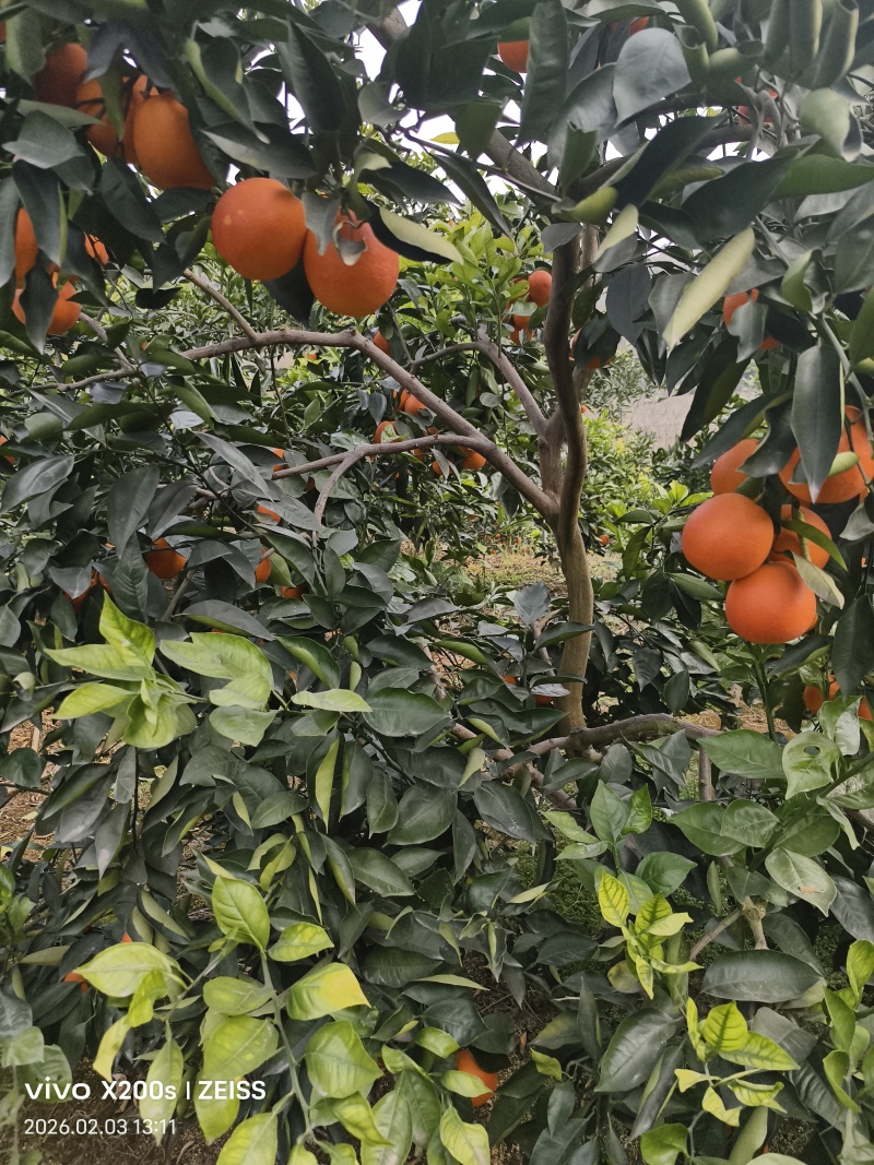 塔罗科血橙