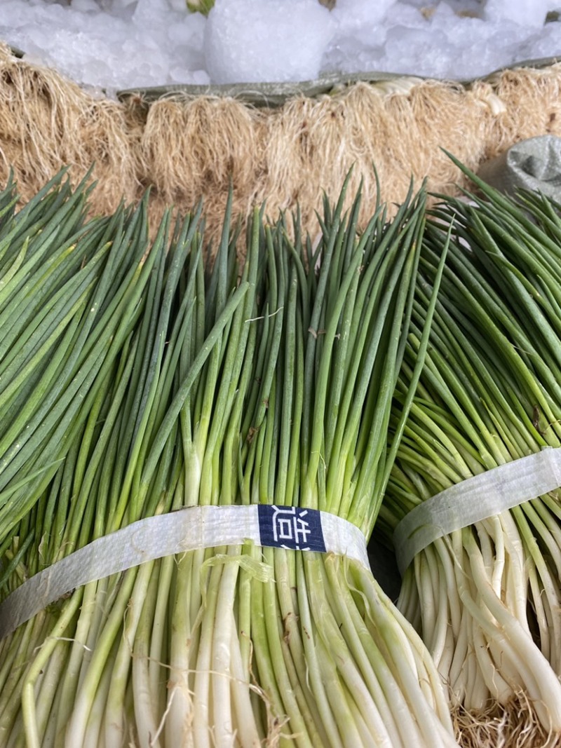 小葱湖北四季小葱香葱一手货源代发全国市场