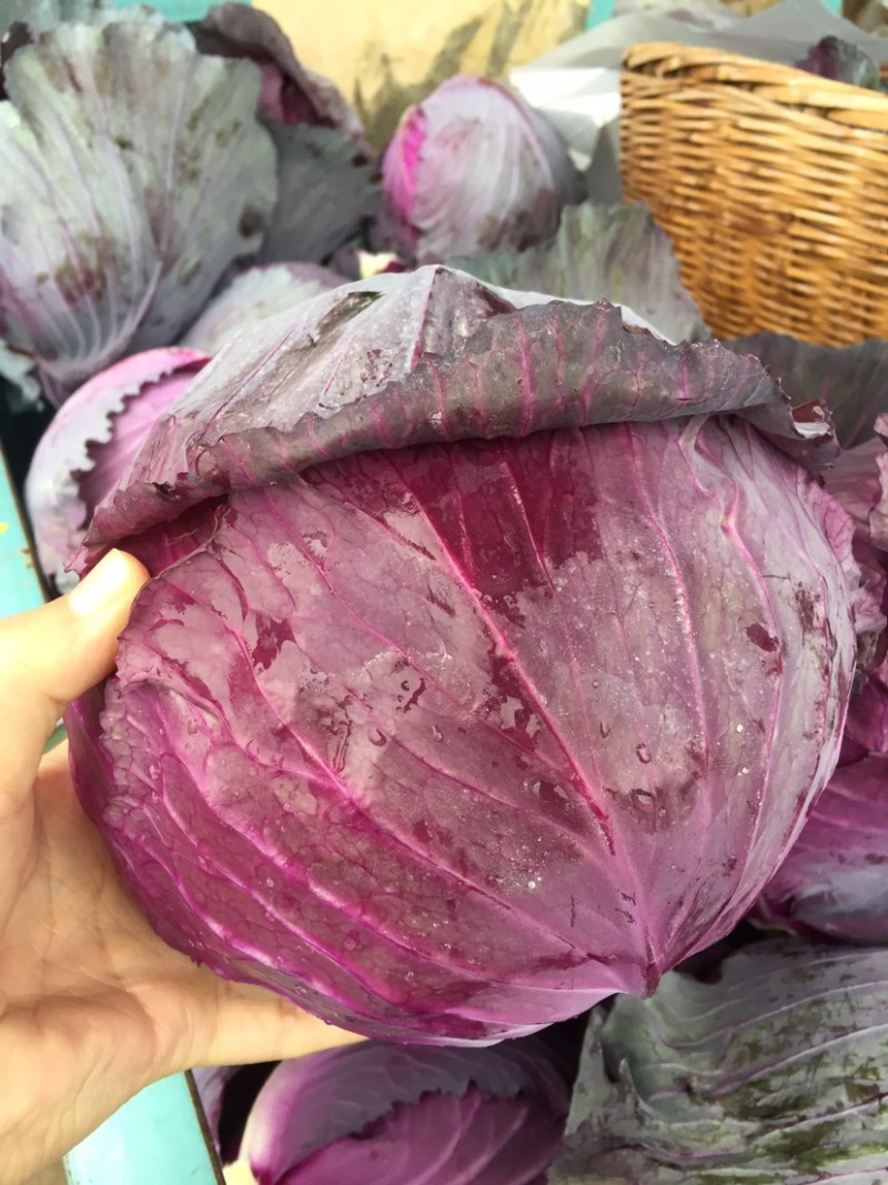 紫甘蓝当阳高山蔬菜紫甘蓝一手货源代发全国