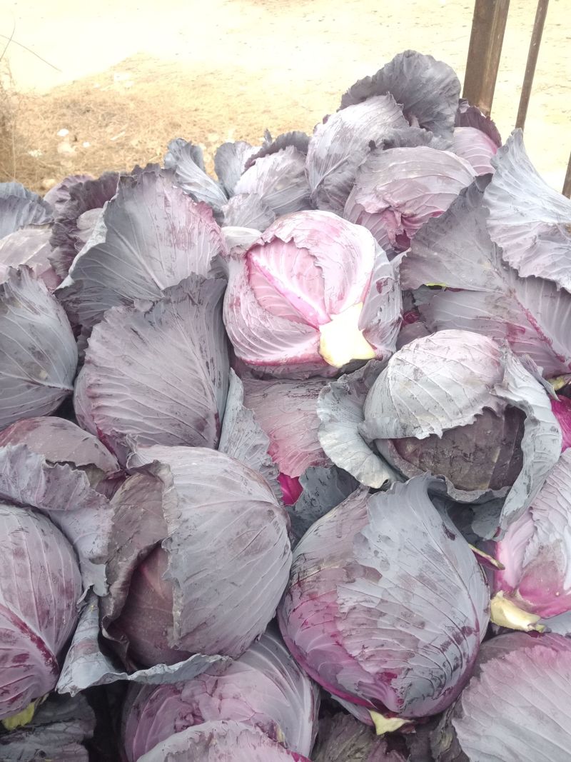 紫甘蓝当阳高山蔬菜紫甘蓝一手货源代发全国