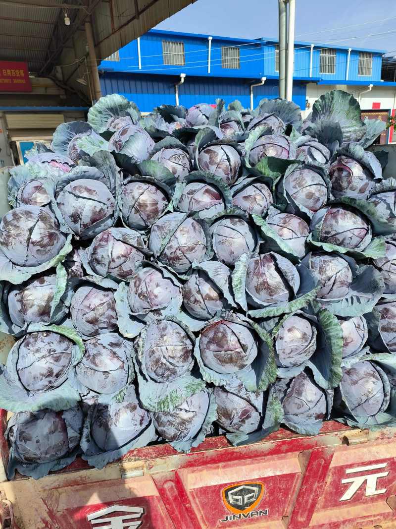 紫甘蓝当阳高山蔬菜紫甘蓝一手货源代发全国