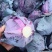 紫甘蓝当阳高山蔬菜紫甘蓝一手货源代发全国