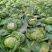 包菜平包菜高山扁包菜京丰包菜一手货源代发全国