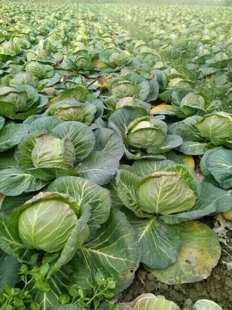 包菜平包菜高山扁包菜京丰包菜一手货源代发全国
