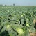 包菜平包菜高山扁包菜京丰包菜一手货源代发全国