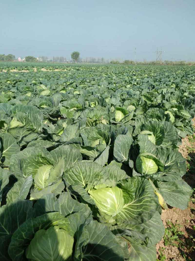 包菜平包菜高山扁包菜京丰包菜一手货源代发全国