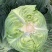 包菜平包菜高山扁包菜京丰包菜一手货源代发全国