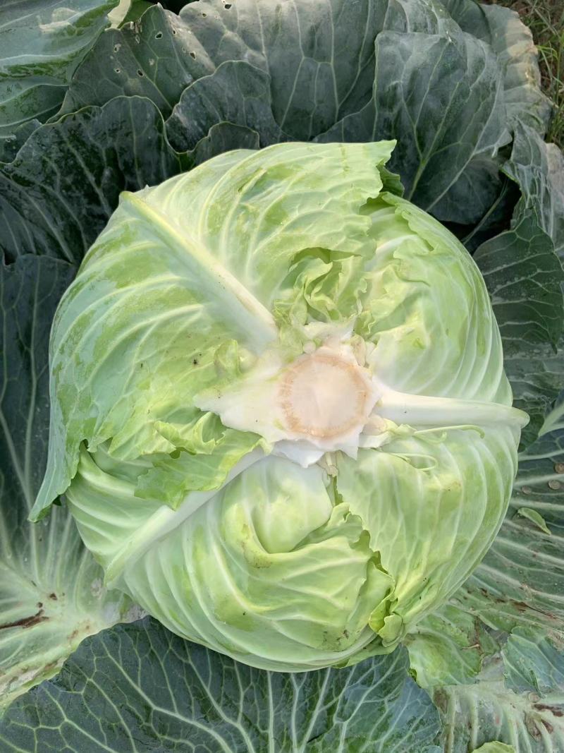 包菜平包菜高山扁包菜京丰包菜一手货源代发全国