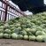 包菜平包菜高山扁包菜京丰包菜一手货源代发全国