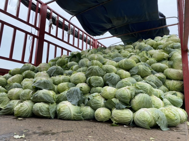 包菜平包菜高山扁包菜京丰包菜一手货源代发全国