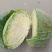 包菜平包菜高山扁包菜京丰包菜一手货源代发全国