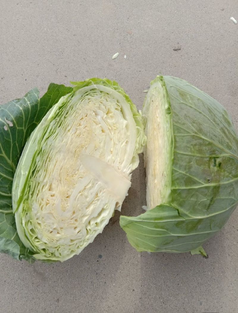 包菜平包菜高山扁包菜京丰包菜一手货源代发全国