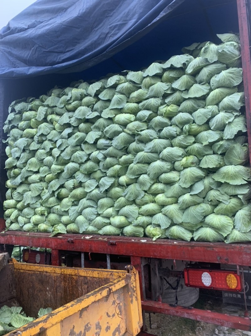 包菜平包菜高山扁包菜京丰包菜一手货源代发全国