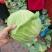 包菜平包菜高山扁包菜京丰包菜一手货源代发全国