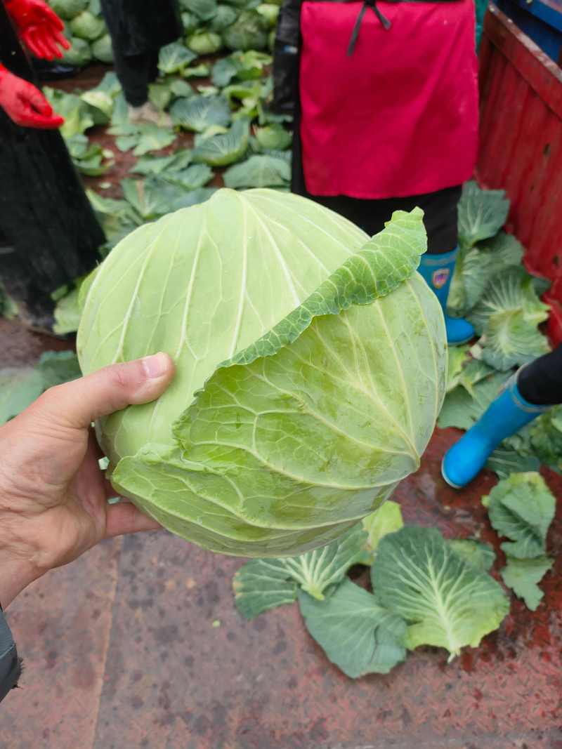 包菜平包菜高山扁包菜京丰包菜一手货源代发全国