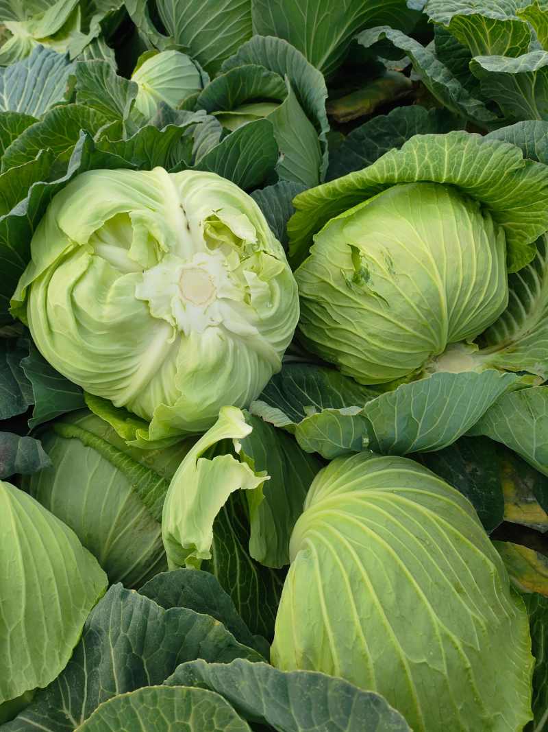 包菜平包菜高山扁包菜京丰包菜一手货源代发全国