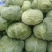 包菜平包菜高山扁包菜京丰包菜一手货源代发全国