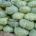 包菜平包菜高山扁包菜京丰包菜一手货源代发全国
