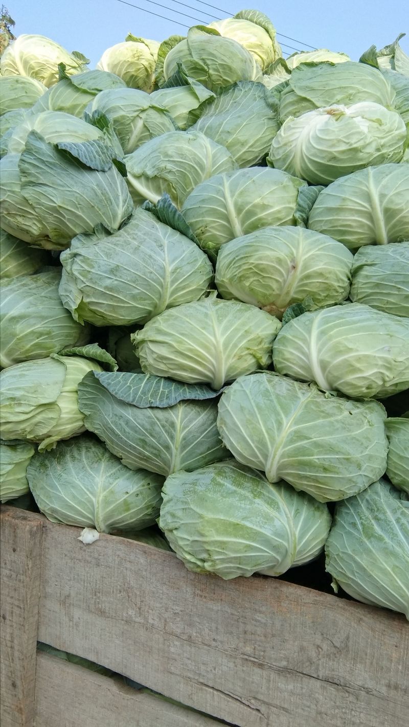 包菜平包菜高山扁包菜京丰包菜一手货源代发全国