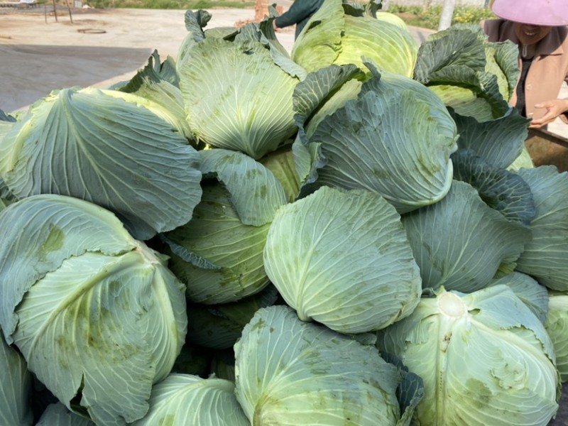 包菜平包菜高山扁包菜京丰包菜一手货源代发全国