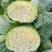 包菜平包菜高山扁包菜京丰包菜一手货源代发全国