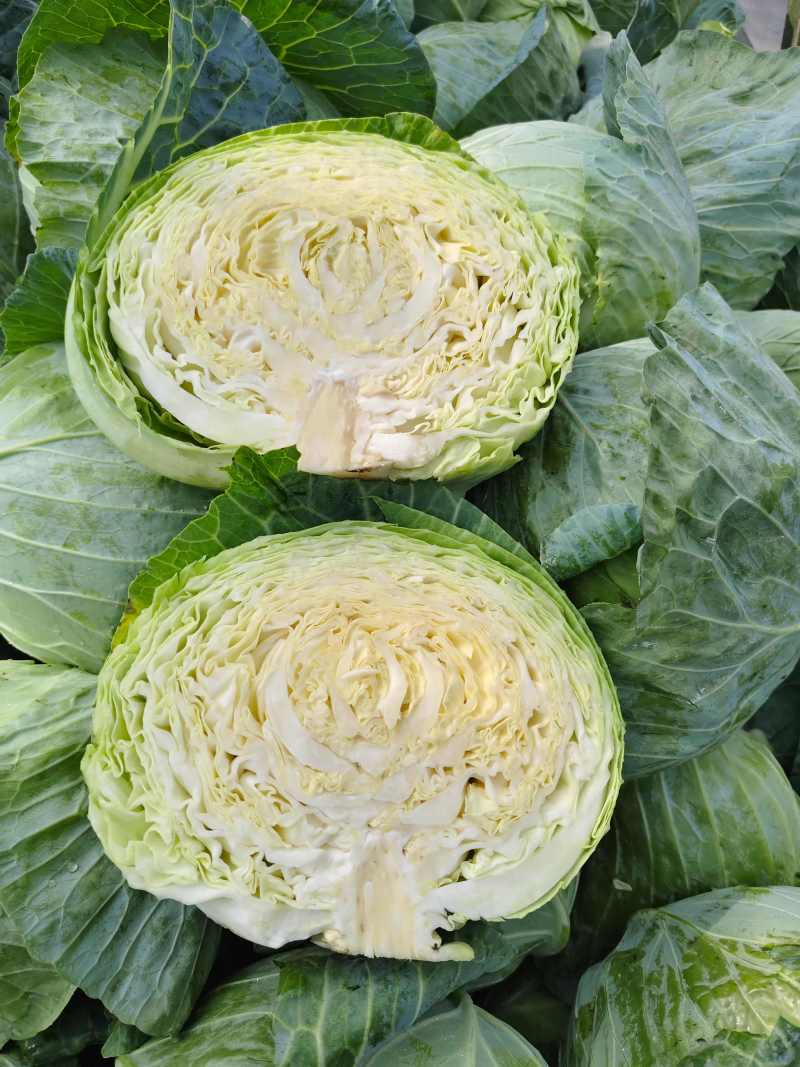 包菜平包菜高山扁包菜京丰包菜一手货源代发全国